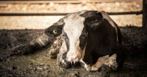 Si deseas ayudar a los animales de granja, THL tiene un grupo de voluntarios llamada Red de Acciones Efectivas. Foto: The Humane League
