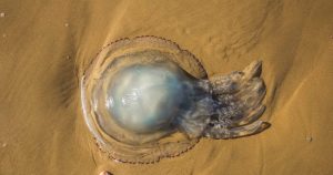 El ancestro animal en cuestión poseía 6 mil 331 genes. Foto: TICbeat