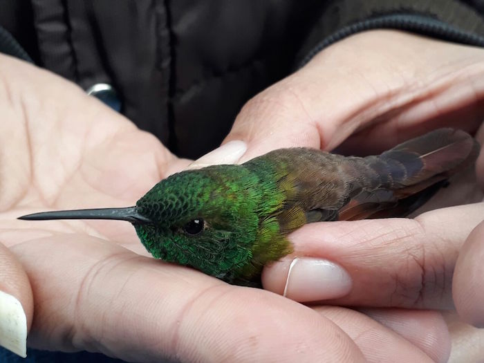 El colibrí Berilo es la especie que más llega a La Cantera. Fotos: Ivette Lira, SinEmbargo.