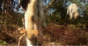 En estas comunidades es común que las personas no entierren a sus animales muertos y los dejen al aire libre, para que sean devorados por los zopilotes y perros que llegan al lugar. Foto: Pulso