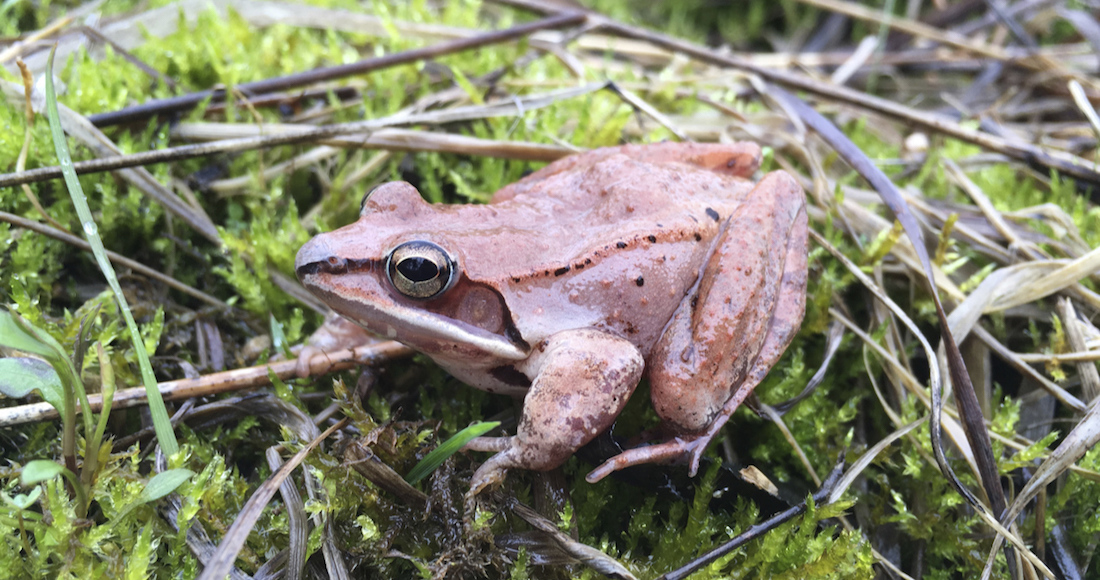 Rana de bosque en Ohio. Foto: AP
