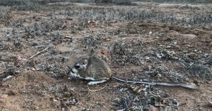 La especie fue vista por última vez en 1986. Foto: CONANP