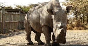 Rinoceronte blanco. Foto: EFE