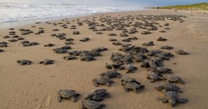 8 mil tortugas lora llegaron a anidar a la "Playa de Rancho Nuevo". Foto: Twitter / @CONANP_mx