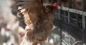 Los sistemas de mayor bienestar animal generalmente permiten que los animales expresen una mayor cantidad de sus comportamientos naturales. Foto: Facebook hsiglobal