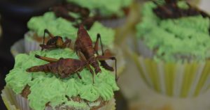 El uso de insectos como fuente de proteína alternativa representa una “solución mundial” ante la escasez de alimentos. Foto: José I. Hernández, Cuartoscuro