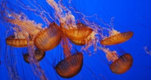 El año pasado, las playas mediterráneas de España sufrieron una presencia de medusas por encima de la media. Foto: TICbeat