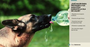 Si tú tienes calor, tus mascotas también. Un experto te explica cómo protegerlas