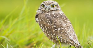 Un ejemplar de tecolote, captado en los jardines del Colegio de Postgraduados, México. Foto: EFE