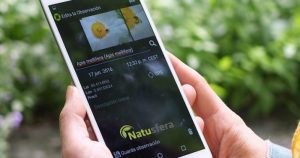 Foto: Archivo, EFE/, GBIF.es (CCBY)