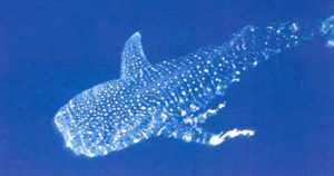 l enorme tiburón ballena, uno de los animales más populares de la fauna marina de Oceanía. Foto: EFE