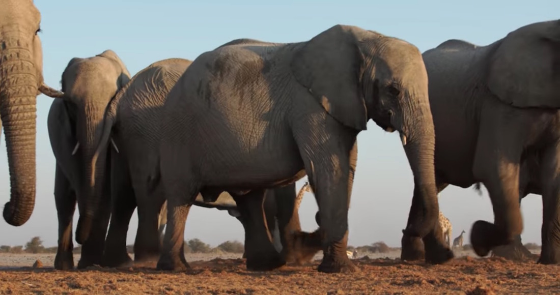 VIDEO ¿Cómo escuchan los elefantes? A