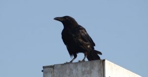 Un parque temático entrena a cuervos para recoger basura. Foto: TICbeat