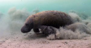 Mueren manatíes en Tabasco