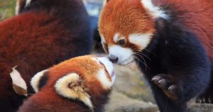 Los pandas rojos son uno de los animales que son utilizados para hacer videos "chistosos"  Foto: TICbeat