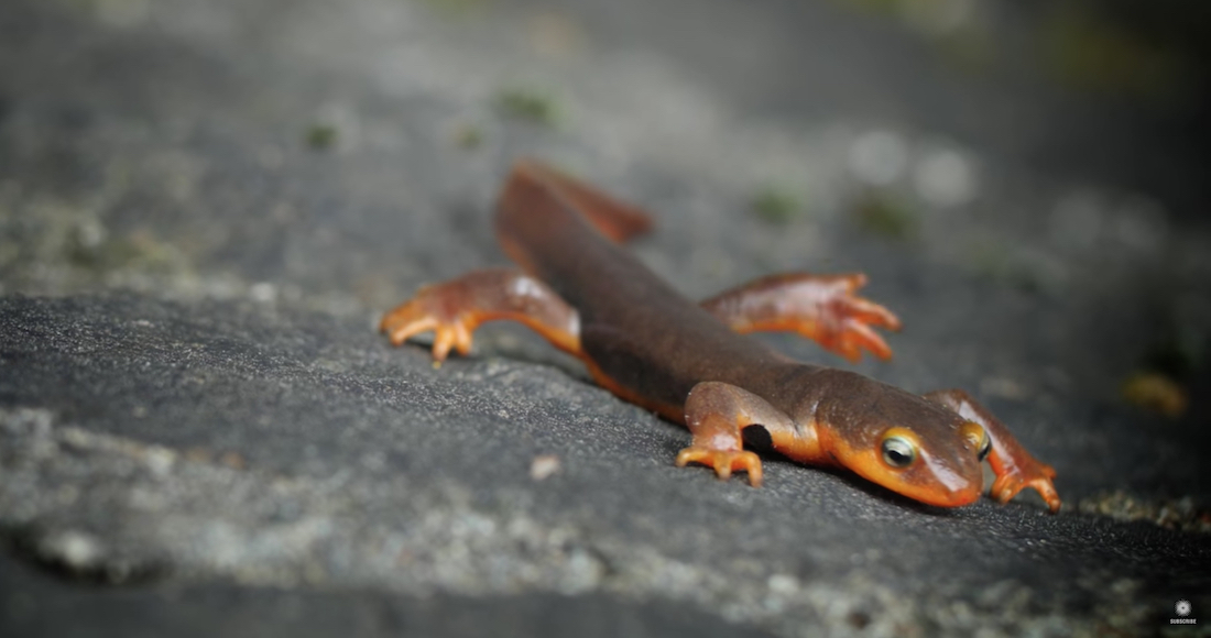 VIDEO: ¿Por qué los tritones recorren kilómetros para regresar al lugar ...