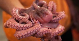 Saliva de pulpo rojo podría ser un tratamiento contra el alzheimer. Foto: Diego Sánchez/Cuartoscuro