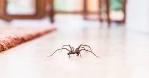 Casi todas las arañas son venenosas, pero muy pocas tienen la fuerza suficiente para atravesar la piel. Foto: TICbeat