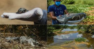 Decenas de especies han muerto en el afluente Tepeyac, en Veracruz, a causa de un derrame de Pemex. Fotos: Ángel Hernández, Cuartoscuro