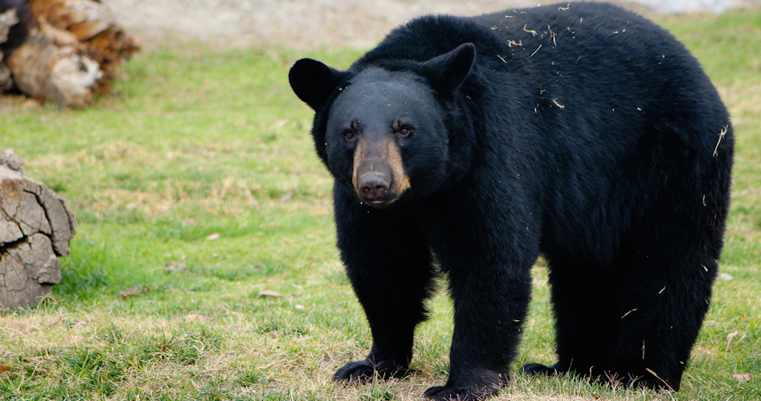 Esfuerzos para rescatar al oso negro americano, una especie en ...
