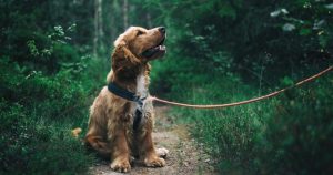 El grado de entendimiento del lenguaje puede variar según la especie. Foto: TICbeat