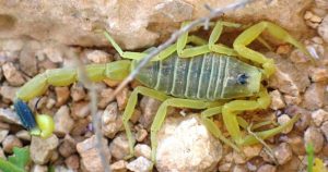 El laboratorio quería saber si los venenos pueden ser una fuente universal de lanzaderas peptídicas. Foto: TICbeat