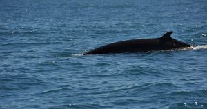 Hasta su prohibición por parte del tribunal internacional, en las campañas balleneras niponas se capturaban 850 ejemplares de minke o rorcual aliblanco, 50 de ballena jorobada y otros 50 de rorcual común para fines científicos. Foto: Especial