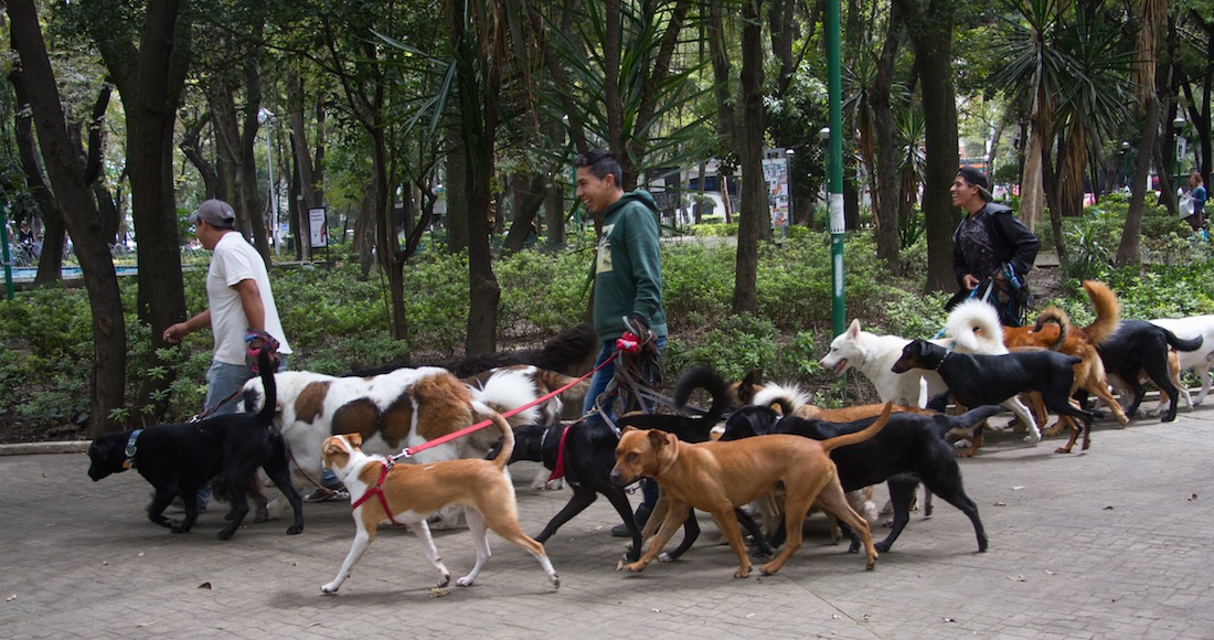 Algunos de los ladrones se hacen pasar por cuidadores para engañar a la gente. Foto: Cuartoscuro