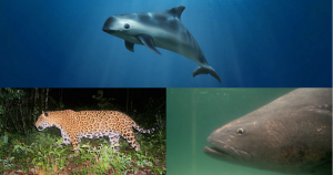 Si el planeta fuese una persona, podríamos decir que padece una infección que perjudica sus órganos vitales. Este virus es el ser humano y ha sido tan perjudicial para las especies que, desde la década de los setenta, las poblaciones de vertebrados ­–terrestres, marinos y anfibios– disminuyeron en promedio 60 por ciento en todo el mundo, por culpa de nuestro modo de vida. Fotos: Greenpeace / Conabio / EFE