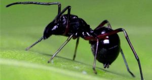 Una araña que produce leche más nutritiva que la de vaca. Foto: TICbeat
