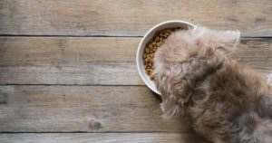 Alimentos que los perros no pueden consumir. Foto: TICbeat