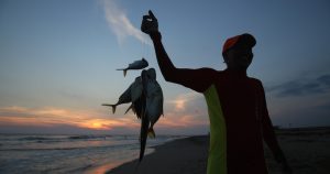 Los pescadores ribereños salen de madrugada y vuelven pasado el mediodía. Regresan con las manos repletas de llagas de tanto jalar redes y con la piel lacerada por las horas bajo el sol costeño. El poco producto que sacan apenas les alcanza para cubrir los gastos del combustible y llevar dinero a casa. La mayoría vive al día. Foto: Carlos Alberto Carbajal, Cuartoscuro.