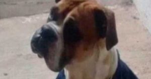 Miles de personas exigen justicia por "Miguelito", el perro que murió en San Luis por la explosión de un cohete en su boca. Foto: Pulso.