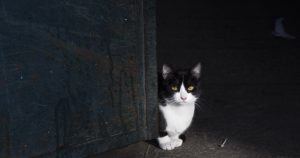 Un gato de vencidad tomando los primeros rayos del sol. 
FOTO: Moisés Pablo, Cuartoscuro