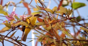 Según la NASA estas plantas te ayudan a reducir el estres Foto:  José I. Hernández, Cuartoscuro