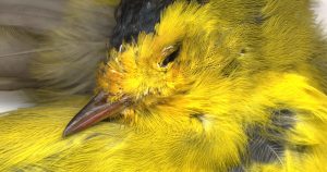 Canario. Foto: D.R. © José Antonio Martínez, en Todo ángel es terrible, colección Luz Portátil, Artes de México, 2006. 