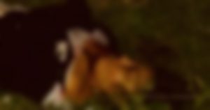 Hasta el momento se desconoce si se trató de un asalto o alguna ejecución. Foto: ZonaFranca