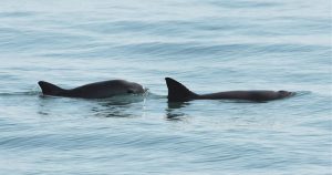 Fotografía cedida este jueves, por la Secretaría de Medio Ambiente y Recursos Naturales (Semarnat), que muestra dos ejemplares de vaquitas marinas. Foto: EFE/ Semarnat SOLO USO EDITORIAL NO VENTAS