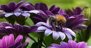 Las plantas pueden responder rápidamente a los sonidos de los polinizadores de forma relevante. Foto: Especial 