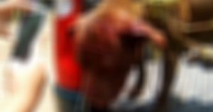 Refieren que como asociación, que día a día trabaja para tratar de disminuir el maltrato animal, "nos duele recibir este tipo de casos de crueldad animal, esperamos que la justicia intervenga, y quien haya cometido esta terrible agresión pague conforme lo marca la ley". Foto: Facebook / ECO HUELLAS - TMZ