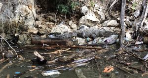 También se han encontrado aves atrapadas en plástico, así como peces que confunden al mismo con su comida, lo que los lleva a mordisquear, llenar sus intestinos y morir. Foto: Chiapas Paralelo. 