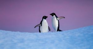 Disneynature celebra sus 10 años con el nuevo documental Penguins. Foto:Twitter,@Disneynature
