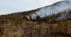 Más de 100 hectáreas de vegetación del bosque de encino, han sido afectadas. Foto: Manuela Vázquez/ Plumas Libres