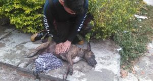 Un pequeño agradeció a los bomberos porque su mascota logró sobrevivir. El perro estuvo atrapado entre el fuego y los bomberos lo rescataron. Foto: Plumas Libres