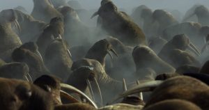 Las morsas son una especie vulnerable por el cambio climático. Foto: Netflix