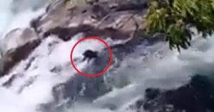 El hecho, fue grabado por personas que se encontraban en el lugar justo en el momento en que el sujeto cometía tal atrocidad. Imagen tomada de video