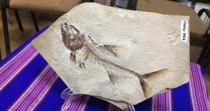 Presenta pez que vivió hace 90 millones de años descubierto en Ocozocoautla. Foto: Chiapas Paralelo 