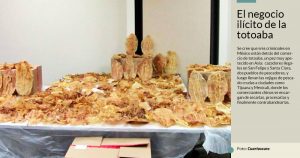 Un kilo de vejiga de totoaba vale hasta 80 mil dólares. Por eso le atrae a criminales: InSight Crime