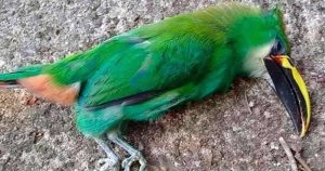 Las aves se han visto expuestas al golpe de calor; algunas han muerto. Foto: Pulso.