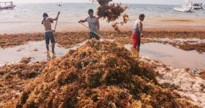 Esta alga también genera ácido sulfúrico y arsénico al realizar su descomposición en zonas playeras. Foto: Elizabeth Ruiz/ Cuartoscuro